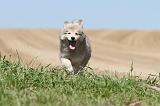 CHIEN FINNOIS DE LAPONIE 561